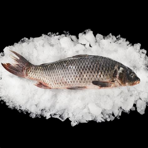 Короп Охолоджений 🐟 купити оптом у Києві та по всій Україні RYBTRADE