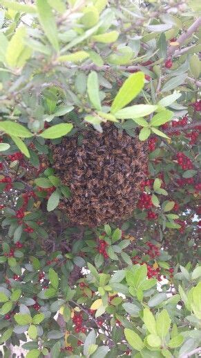 Honey Bee Swarm, Bee Removal, Bee Control, San Antonio #sanantonio # ...