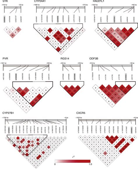 Linkage Disequilibrium Ld Plots For Promoter Variants In The