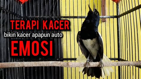 Suara Burung Kacer Gacor Ngeplong Tarung Konslet Ini Paling Ampuh Buat