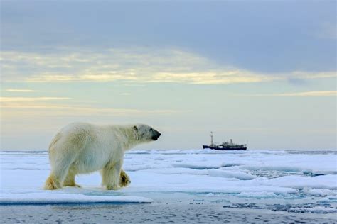 Polar bear death: has extinction tourism gone too far? | Atlas & Boots