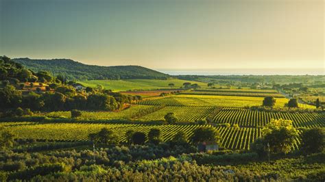 Bolgheri - Tuscan Wine Region | Wine-Searcher