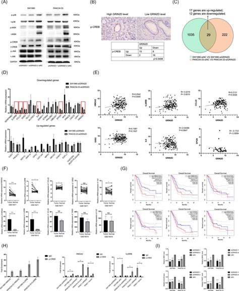 P Creb Cell Signaling Technology Inc Bioz