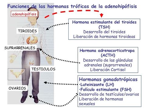 Sistema Endócrino 1