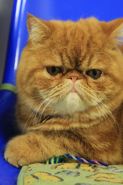 Exotic Shorthair Cat Pictures And Information Cat