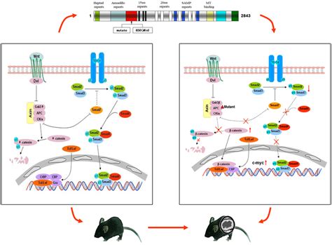 Apc Gene With Wnt Signaling And Tgf Signaling Pathways As The Apc