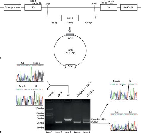 The Minigene Splicing Assay Based On The Pspl3 Exon Trapping Vector A