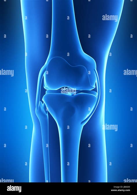 D Rendered Illustration Knee Anatomy Stock Photo Alamy