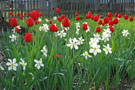 Fleurs Printanieres Agencement De Jardin Aux Meilleurs Prix