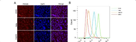 Specific Uptake Of Self Derived Exosomes By A549 Cells A The Uptake Of