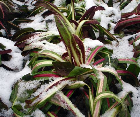 Come Nasce Il Radicchio Rosso Di Treviso Azienda Agricola Dolce Amaro