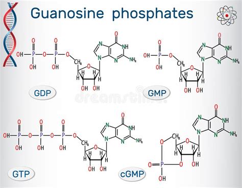 Guanosin Phosphatiert Guanosintriphosphat Guanosin Diphosph Vektor