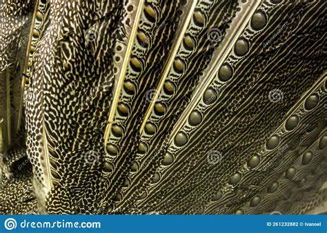 Great Argus Feathers Beautiful Pattern Stock Photo - Image of gold ...