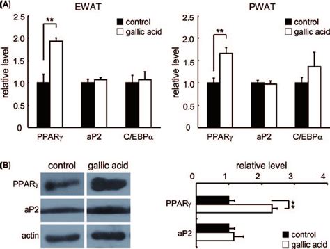 The Expressions Of Adipogenic Marker Genes In Epididymal White Adipose