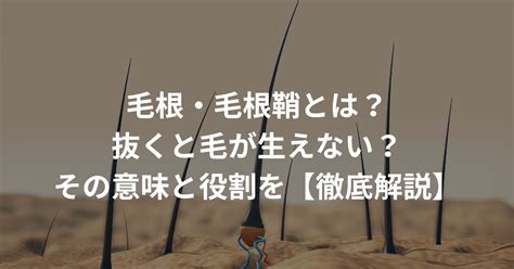 毛根・毛根鞘とは？抜くと毛が生えない？その意味と役割を【徹底解説】 Agaスマクリマガジン