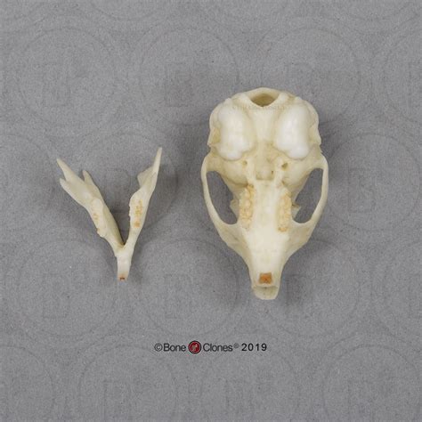 American Red Squirrel Skull Bone Clones Osteological Reproductions