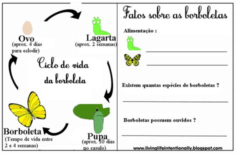 Ciclo De Vida Da Borboleta Criando Apego Ciclo De Vida Da Borboleta Ciclos De Vida