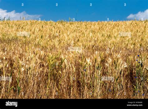 Campo de cereales trigo cebada fotografías e imágenes de alta