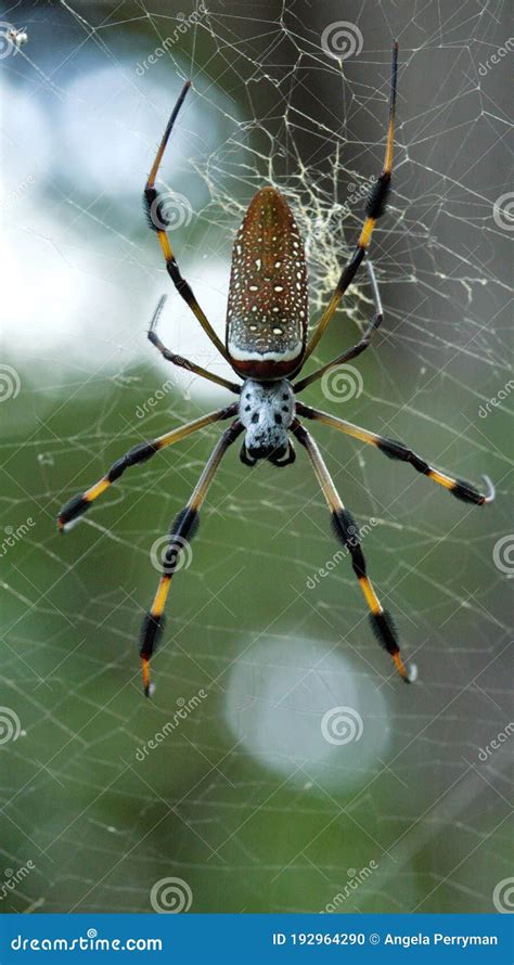 Golden Silk Spider in a Web Stock Photo - Image of area, spider: 192964290