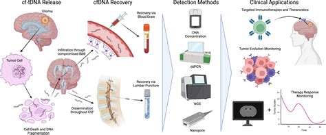 Frontiers Cell Free Tumor Dna Cf Tdna Liquid Biopsy Current