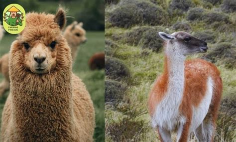 Llama Vs Alpaca The 5 Main Differences Explained