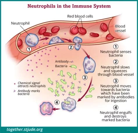 Absolute Neutrophil Count (ANC) and Neutropenia - Together