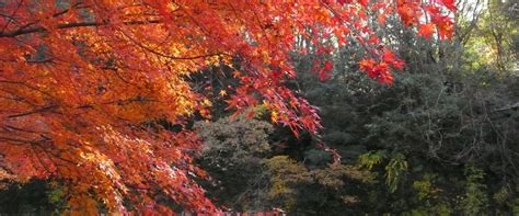 養老渓谷の紅葉バスツアー｜日帰りバスツアー