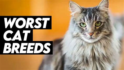 10 Worst Cat Breeds For First Time Owners YouTube