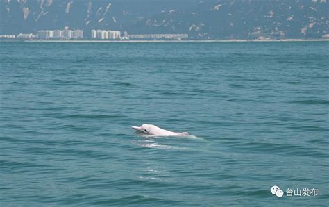 百千万工程 台山：保护中华白海豚 维护海洋生物多样性台山市稳经济政策措施专题台山市人民政府门户网站