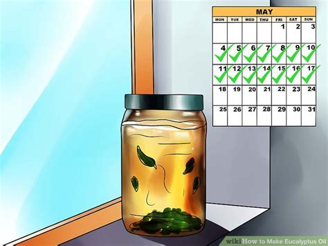 How To Make Eucalyptus Oil 2 Easy Methods