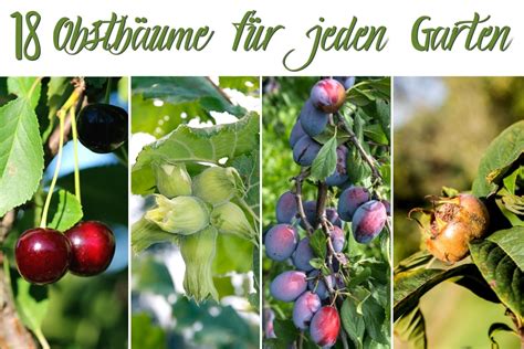 Obstbäume von A Z 18 Arten für deinen Garten