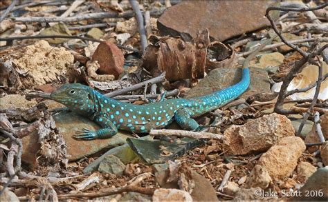 Aruban Whiptail Lizard