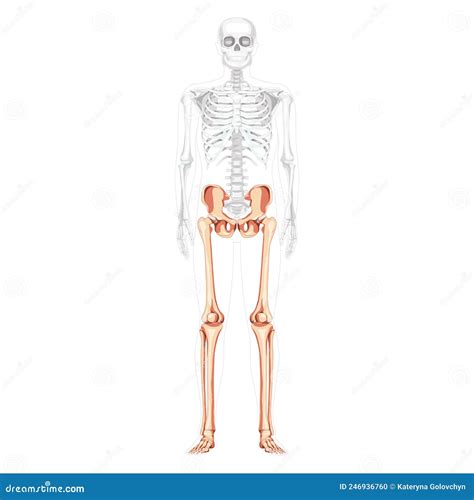 Lower Limbs Human Pelvis With Legs Thighs Feet Ankle Skeleton Front