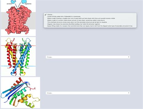 Solved Match the protein structure illustration to its | Chegg.com 