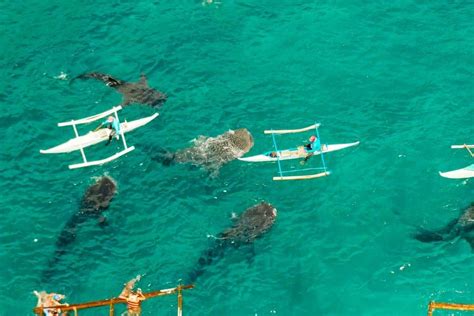 Best Diving Cebu Philippines | Fasci Garden