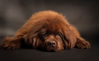 Tibetan mastiff puppy: Tibetan mastiff puppy brown