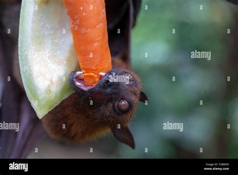 Giant fruit bat feeding hi-res stock photography and images - Alamy