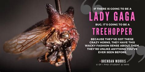 New Species Of Insect From Nicaragua Named After Lady Gaga Laptrinhx News