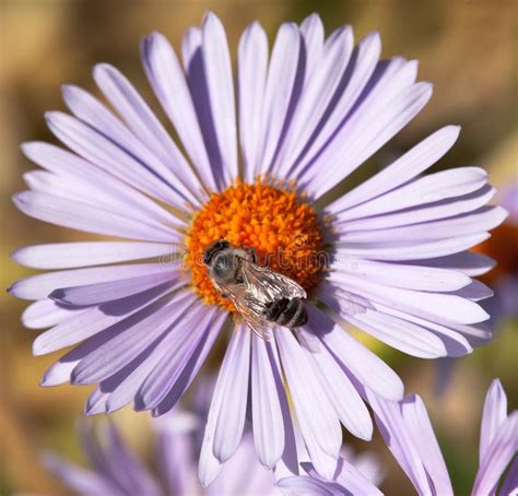 Abeja O Abeja En Los Apis Latinos Mellifera En La Flor Imagen De