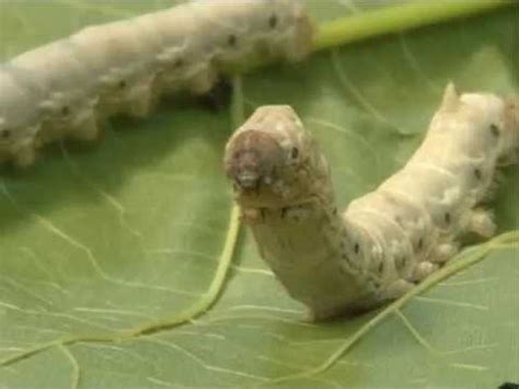 Rearing Silk Worms In Kenya Youtube