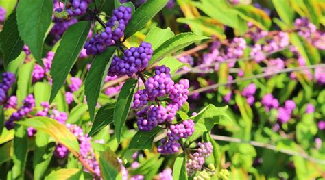 How To Plant Grow And Care For American Beautyberry