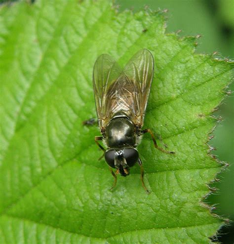 Cheilosia Bergenstammi Female Ryton Wood Warwickshire Flickr