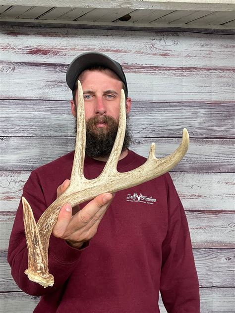 Dark Fat 5pt Whitetail Shed Antler Horn Deer Mount Taxidermy Etsy