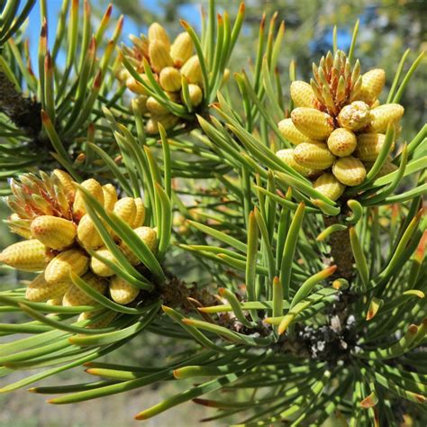 Pine The Good Earth Garden Center