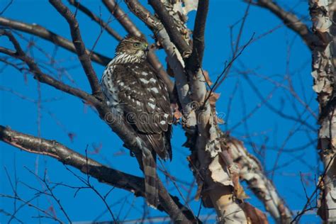 Cooper s Hawk stock photo. Image of wildlife, wisconsin - 48719870