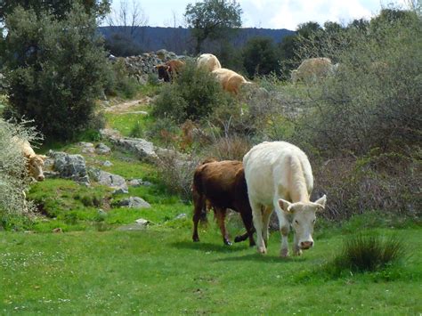 El Boalo Vicente Camarasa Flickr