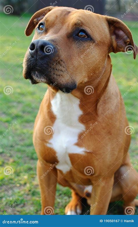 American Staffordshire Bull Terrier Stock Image Image Of Head