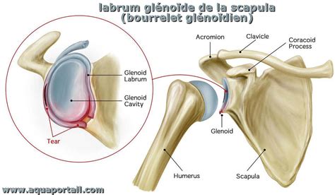 Glénoïde : définition et explications