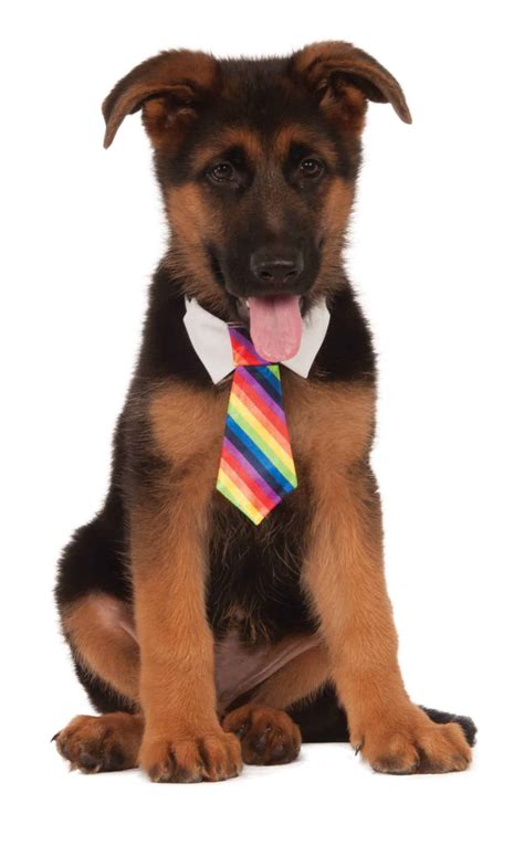 Rainbow Dog & Cat Necktie - Pet Costume Center