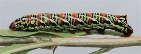 Eumorpha Fasciatus Sphingidae Of The United States Of America